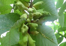 五倍子シリーズ製品